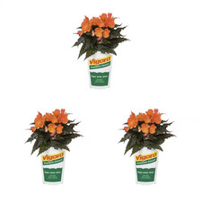 2 Qt. Begonia I'Conia Bacio Orange Annual Plant 3-Pack 