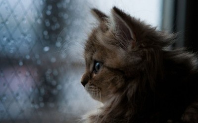Anime bokeh window water drops animals ben torode face Play Gaming Mat Desk