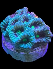 Live Coral Favites Green War