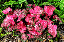 Pinky Swear Caladium Bulbs for Planting 6 BULBS from Florida Plantation