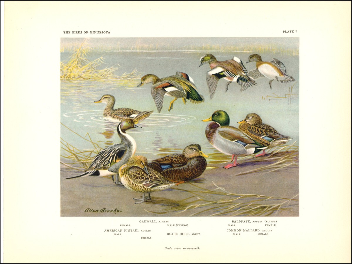 Antique Replica Black Duck Art Print Antique Replica Black Duck Art Print