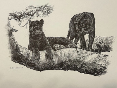 Black Panther Vintage Print By Jan Jellins 8 X10