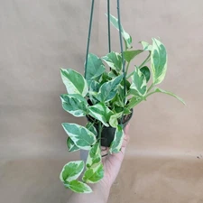 Pothos N’Joy – Rare Variegated Indoor Plant – Easy Care Houseplant 3” Pot