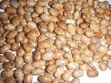 Over 100 Kentucky Cornfield Brown Greasy Beans Heirloom Seeds 100+ Bean