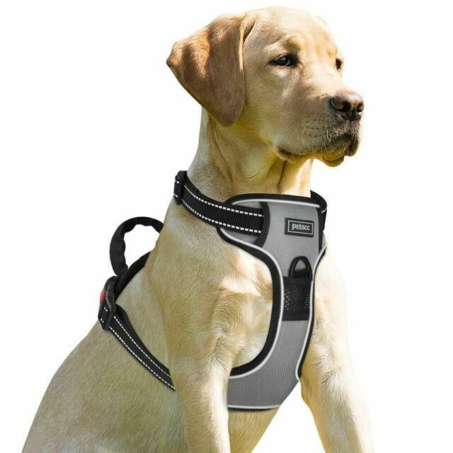 dog harness pet stock