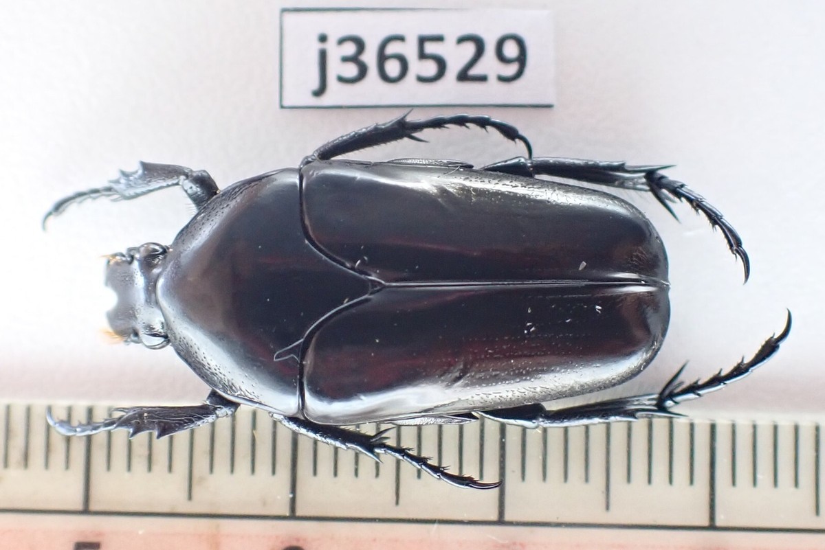 標本 China Yunnan Cetoniinae s.p 23mm j36529. Insects, Cetoniidae sp. Vietnam, Binh Thuan | eBay