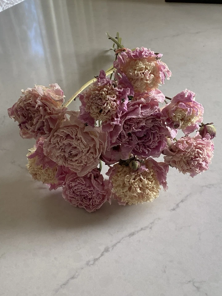 PEONIES * DRIED FLOWERS Bunch BOUQUET Bundle USA Grown BLUSH & PINK PEONY - Image 3 of 4