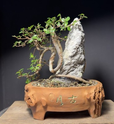 Bonsai Tree Dragon Style Chinese Elm root over rock 9.5 tall Chinese Pot |  eBay