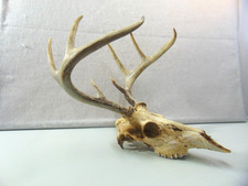 Wild 8 Point Buck Whitetail Deer Skull Man Cave/Office Decor
