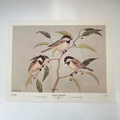 Carolina Chickadee Mexican Chickadee Ebony 1962 Bird Book Plate Print TFL7-2