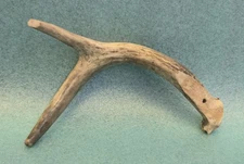 Genuine Deer Antler Cabinet Handle / Drawer Pull Rustic Lodge Cabin Decor