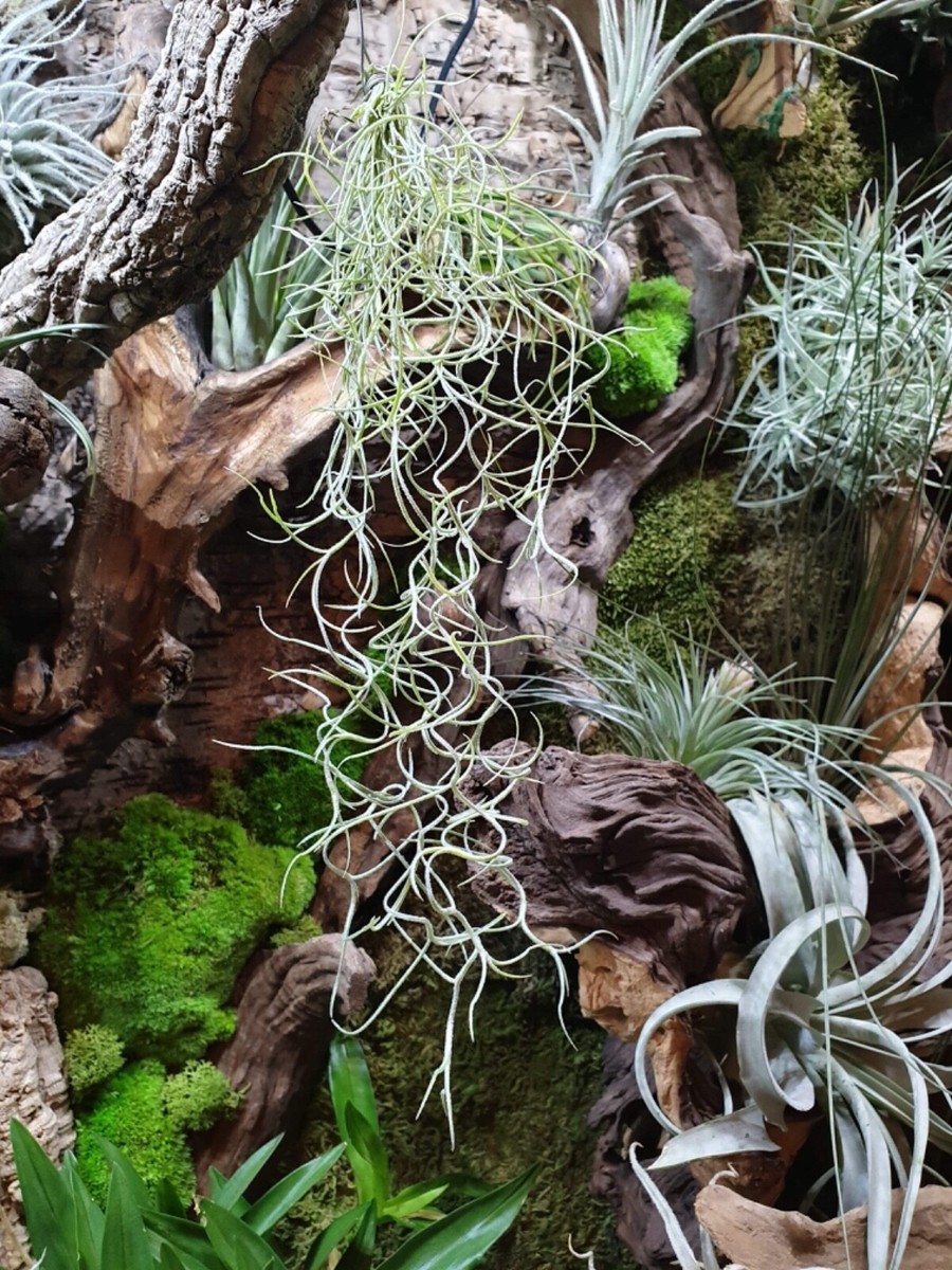 Spanish Moss Tillandsia Usneoides | Trailing Airplant | 25 to 30cm long |  eBay