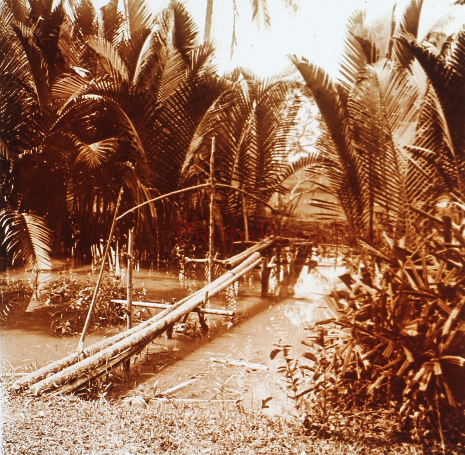 Vietnam Saigon Garten c1910 Foto Platte De Verre Stereo Vintage