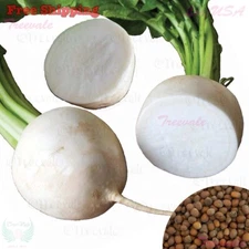 Hailstone Radish Seeds - White Globe | NON-GMO | Vegetable Seeds
