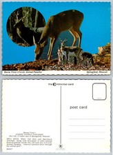 Buena Vista's Exotic Animal Paradise Springfield MO Postcard Sika Deer