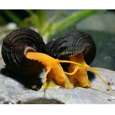 3 Orange Poso Rabbit Snail 