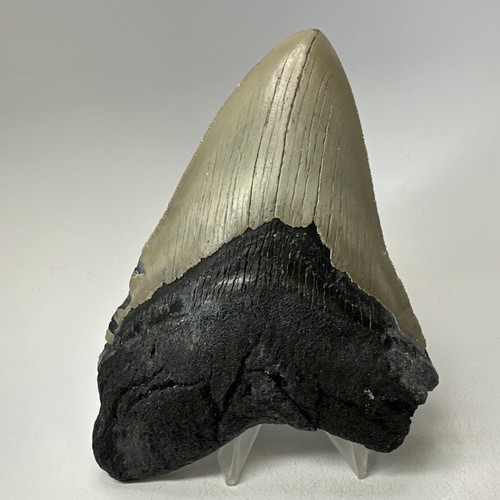 Megalodon Shark Tooth 5.55 Inch - Huge - Serrated Fossil - Natural - Real 19361