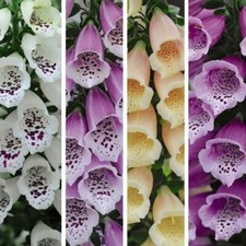 Foxglove Plant Dalmation Mixed Garden Hardy Biennial Flowers Pack Size Options