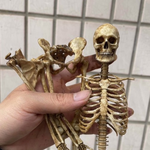 1/6 Scale Human Beings Skeleton PVC Model for 12" Action Figure Accessory Toys