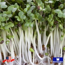 Broccoli Microgreens 4000 Seeds Non-GMO Heirloom