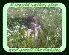 German shepherd  refrigerator magnet 2 1/2 x 3  