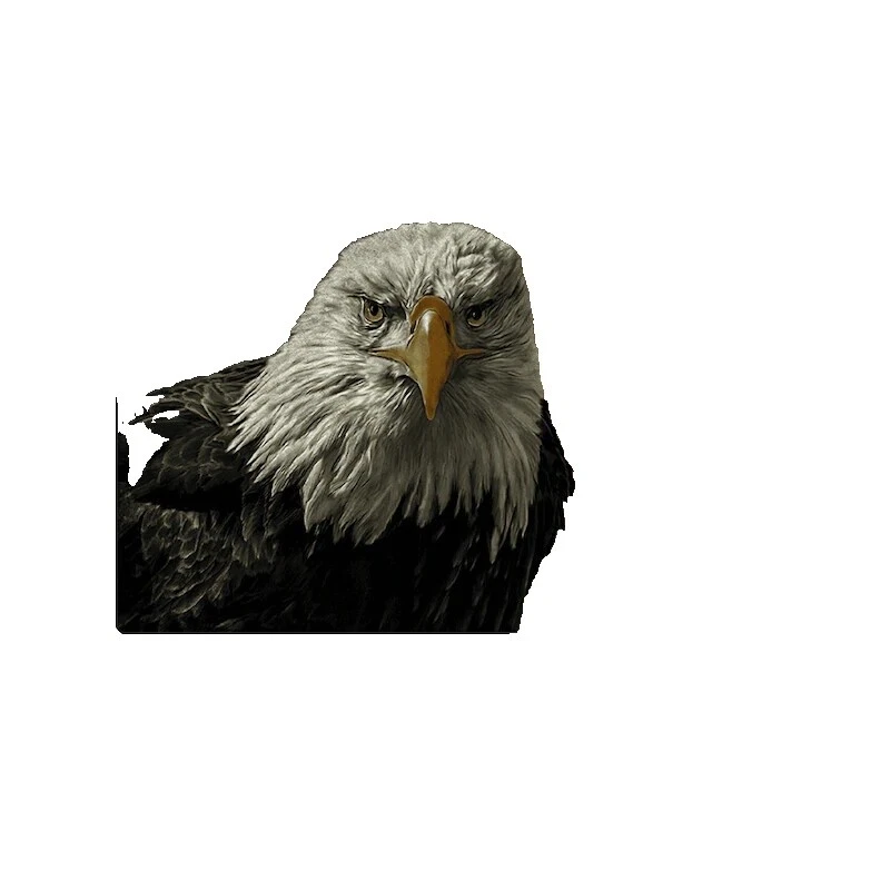 Eagle Decoración del hogar