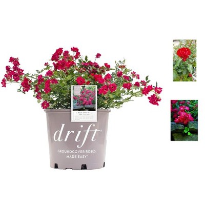 Stunning Container Red Rose   Easy Blooming for Garden Lovers in Zones 4-8