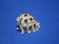 Drupa arachnoides (Lamarck, 1816) "HAWAIIAN WATERS" (24.8mm)