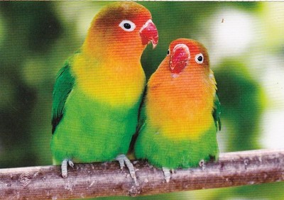 Wildlife *** Zoo Postkarte *  Papagei Agapornis  Pfirsichköpfchen  *  Postcard