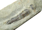 Devonian Haragan Oklahoma fossil - Conularia sp. Conularid rare at this locality