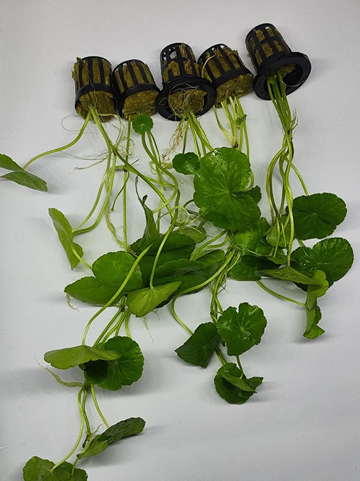 Hydrocotyle Leucocephala - Lote 5 Macetas! (Planta Natural Acuario) - Imagen 2 de 4