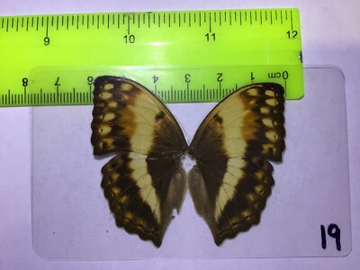 UAB 19 A+/ A  Cymothoe theobene MALE SALE