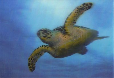 3 -D - Ansichtskarte: Echte Karettschildkröte - Hawksbill Sea Turtle