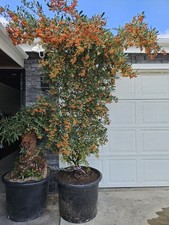 Old Pyracantha Bonsai Tree,,  SALE