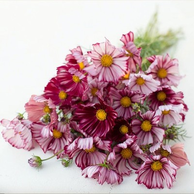 Schmuckkörbchen VELOUETTE 20 Samen COSMOS BIPINNATUS Kosmee SCHNITTBLUME