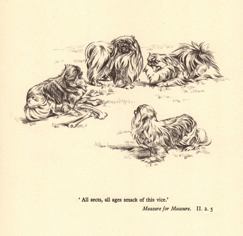 Vintage Pekingese Print Shakespeare Measure for Measure Quote Print 6965d