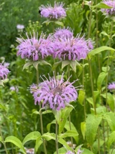 500 WILD BERGAMOT SEEDS | SALE FREE SHIPPING  NON GMO HEIRLOOM