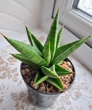 Sansevieria 'Joleha'  - very NICE; 12cm across