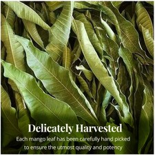 Dried Mango Leaves - 2.6 Oz, Hojas De Mango, Diabetic  Immune loose leaf Tea