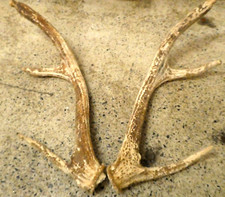 LARGE PAIR DEER ANTLERS -FOR DISPLAY MOUNT OR SUIT KNIFE MAKING HANDLES ETC
