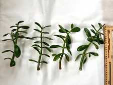 Crassula Ovata Jade Plant Cuttings, 4 Large Thick  Money Tree Unrooted Stems - 9