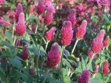 5 lb. Crimson Red Clover Seed Honey Bee Attractant Wildlife Food Plot Seed