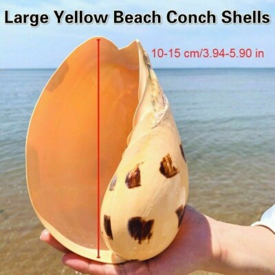 Große Strand Muschel Muscheln natürliche Meeresschnecke Aquarium Aquarium Deko Geschenke