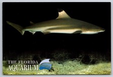 Black Tip Shark Postcard The Florida Aquarium USA Unposted