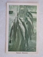 b624 Vintage postcard Stringer full of fish Fairmont Minnesota MN