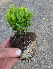 True Dwarf English Boxwood ( buxus ) - Starter Plant ( 7m ) ( 1 live plant )