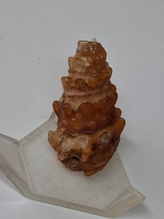 Achatisierte Schnecke