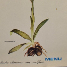1975 Euphorbia Characias Wulfenii SS Britanis Chandris Cruise Ship Line Menu
