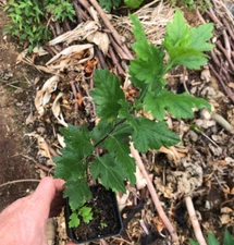Ju Hua 2.5" Inch Pot, Chinese Tea Mum (Chrysanthemum morifolium)