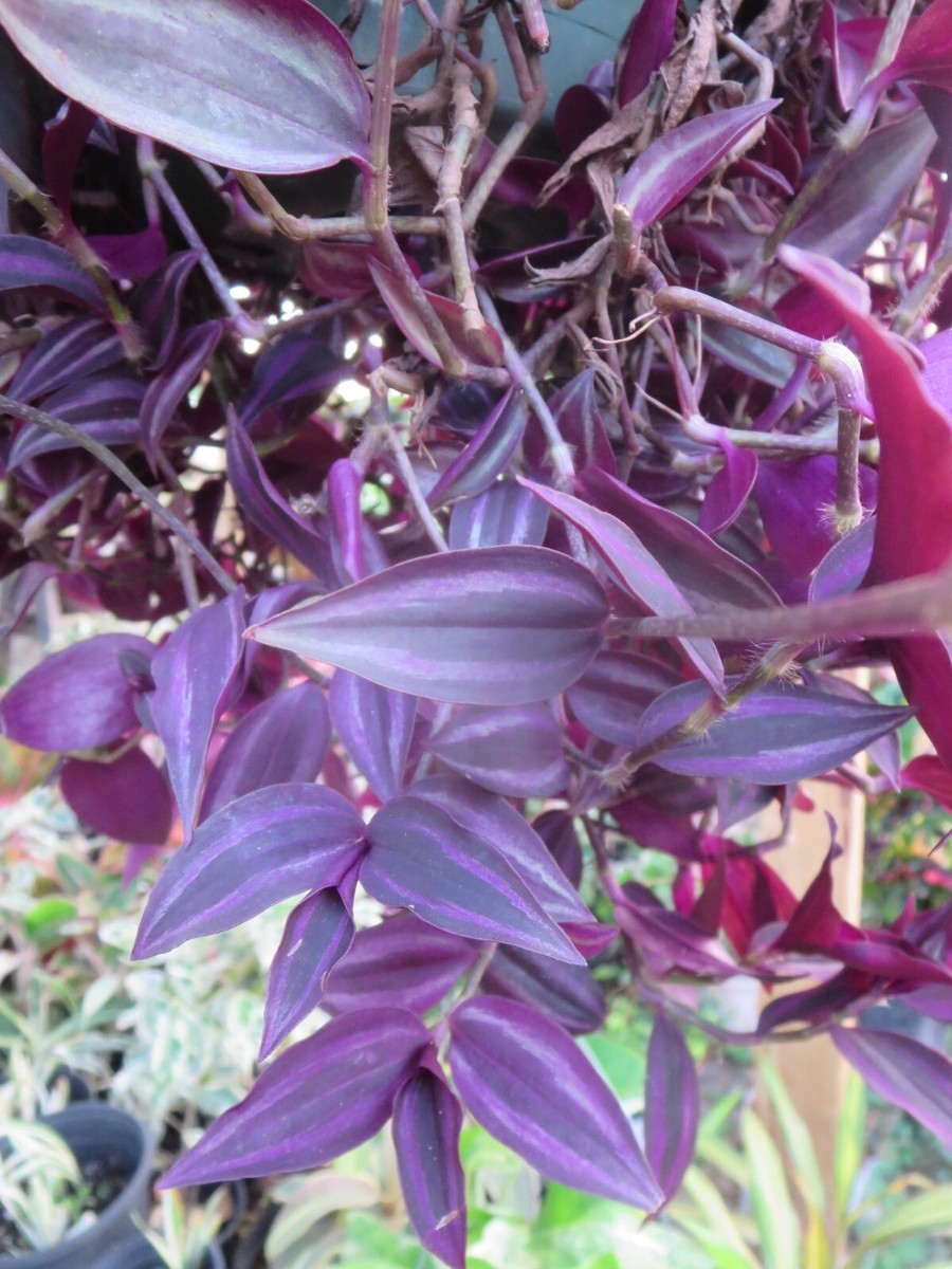 Tradescantia Zebrina Wandering Jew Dark Burgundy Plant 12 Cuttings